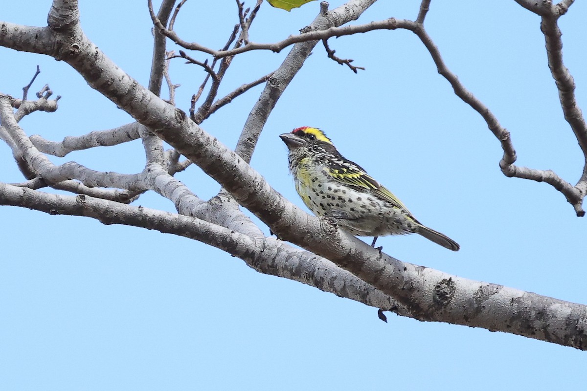 Miombo Barbet - ML621235563