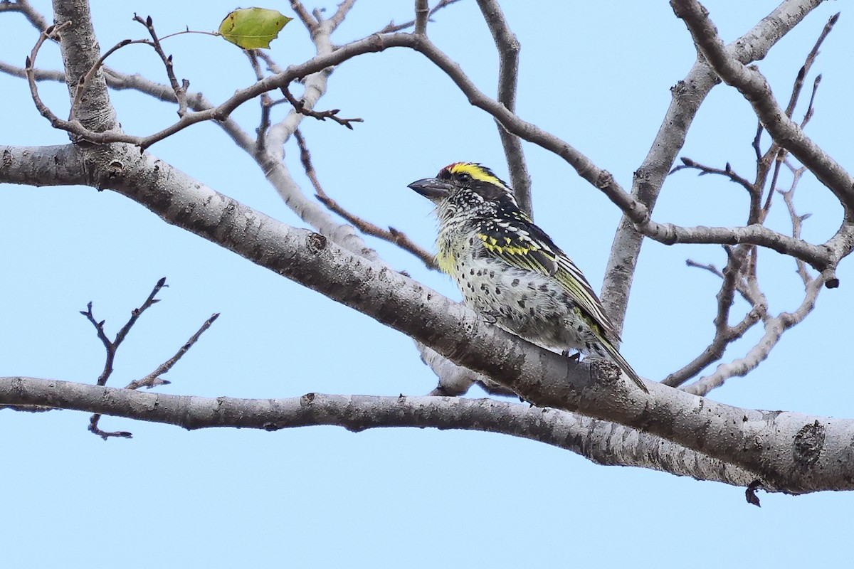 Miombo Barbet - ML621235564