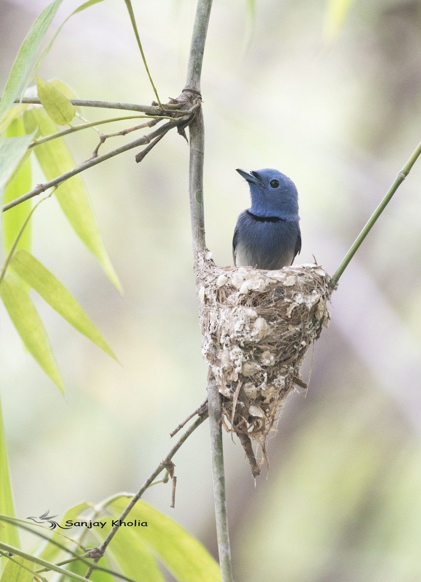 Black-naped Monarch - ML621235592