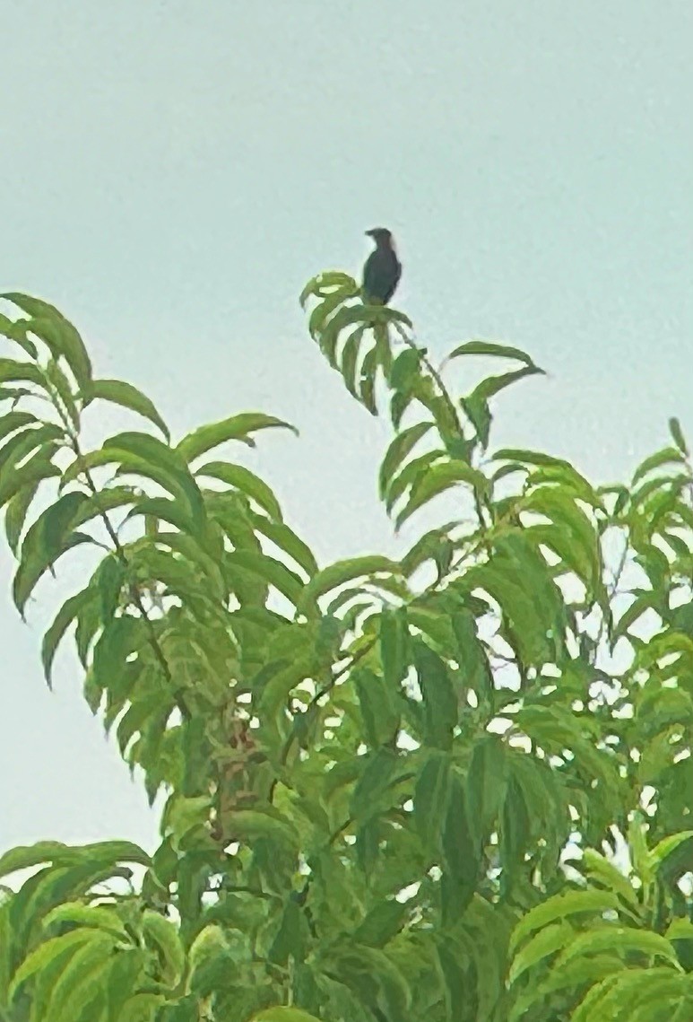 Bobolink - ML621235599