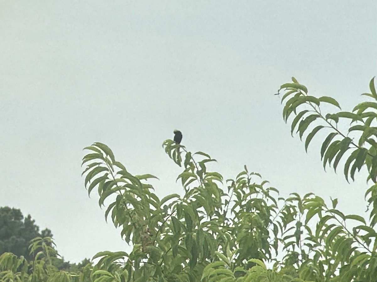 Bobolink - ML621235600