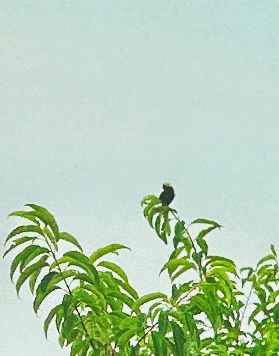 Bobolink - ML621235601