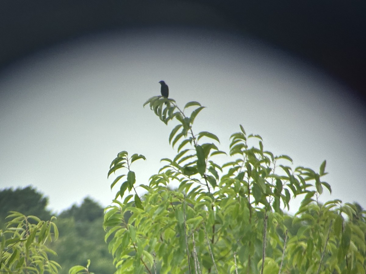 Bobolink - ML621235602