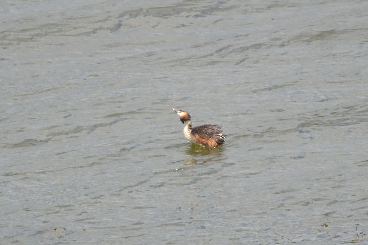 Great Crested Grebe - ML621235610