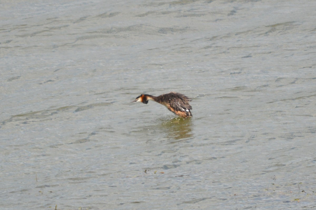 Great Crested Grebe - ML621235611