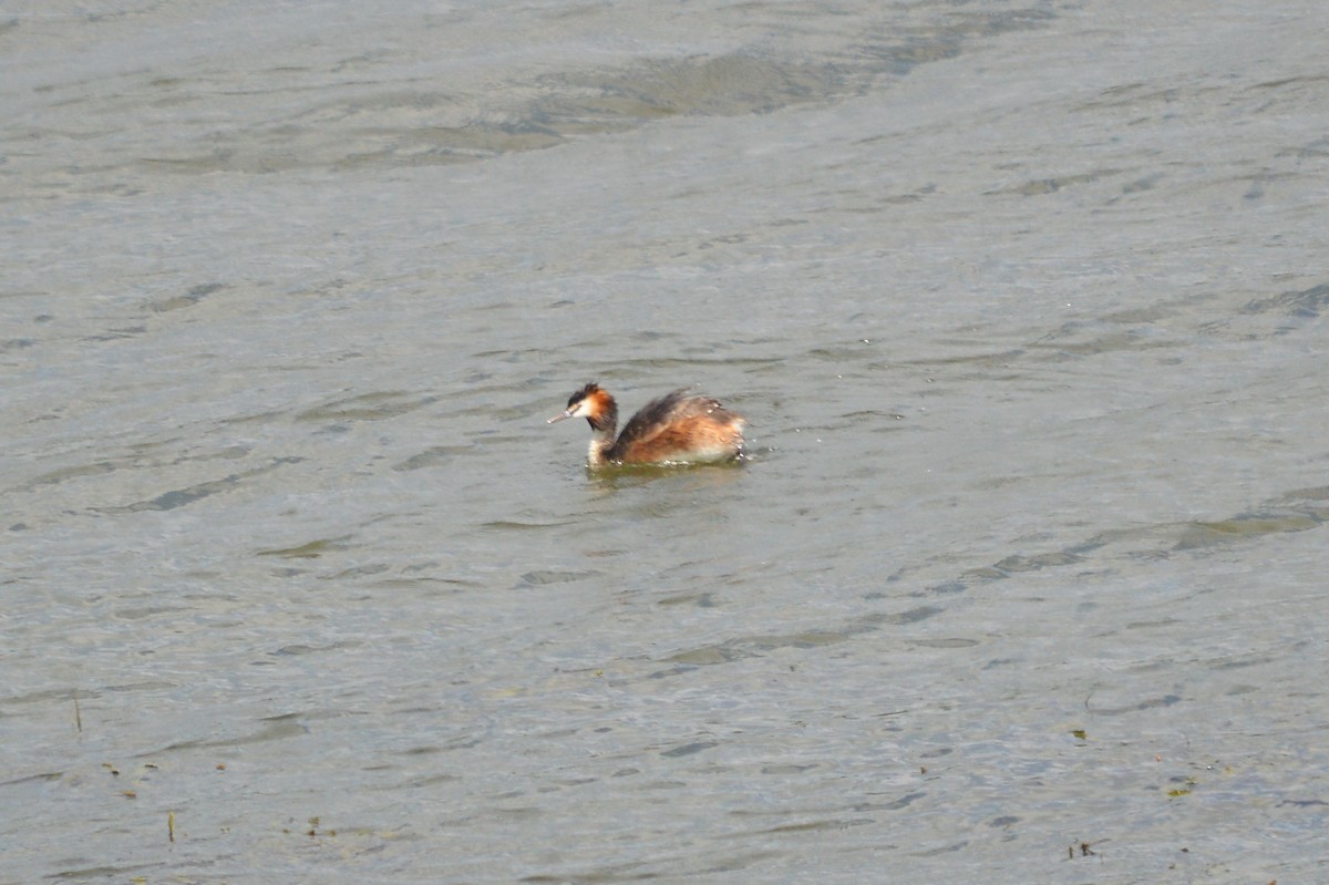 Great Crested Grebe - ML621235612
