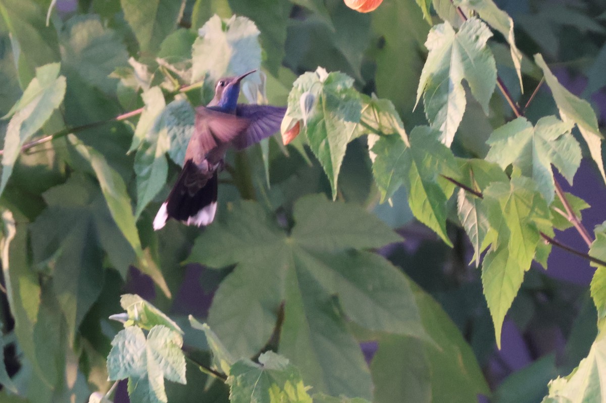kolibřík blankytohrdlý - ML621235646
