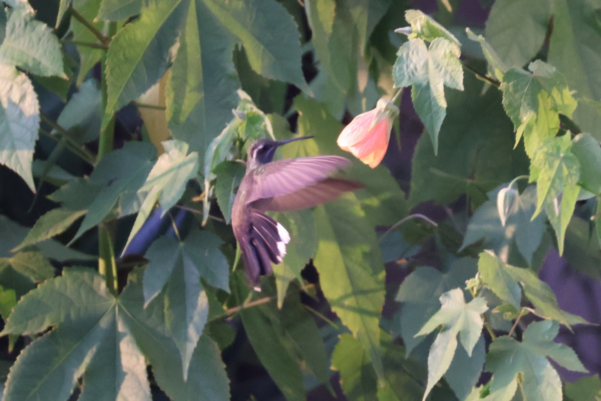 kolibřík blankytohrdlý - ML621235647