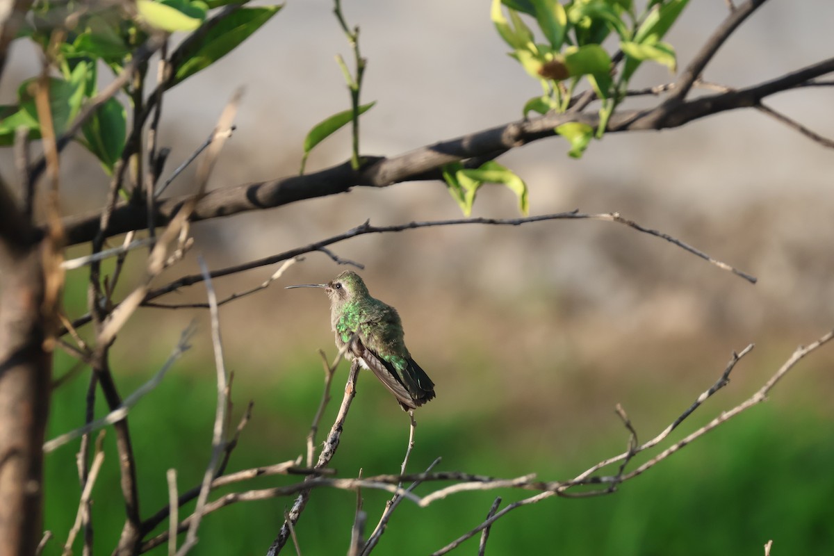 kolibřík blankytohrdlý - ML621235648