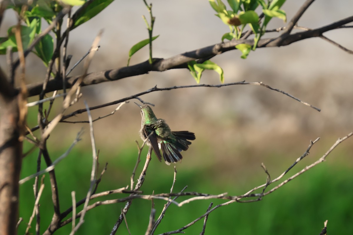 kolibřík blankytohrdlý - ML621235649