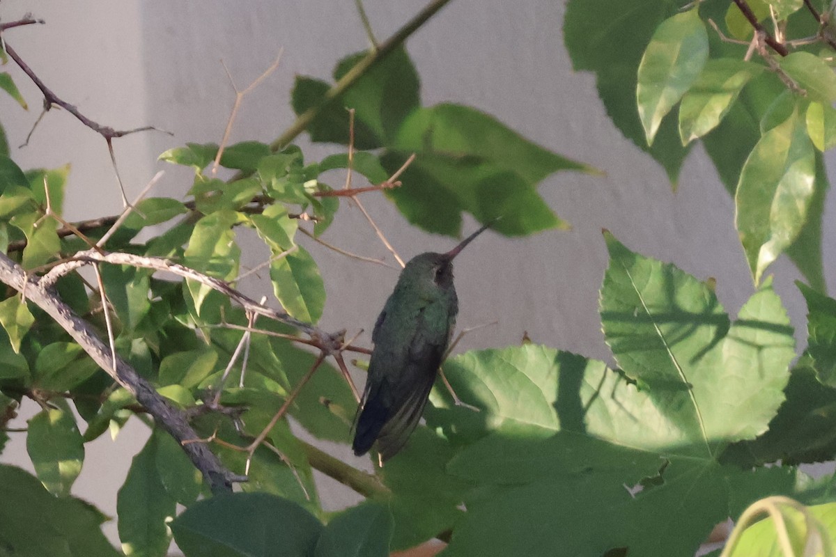 kolibřík širokozobý - ML621235653