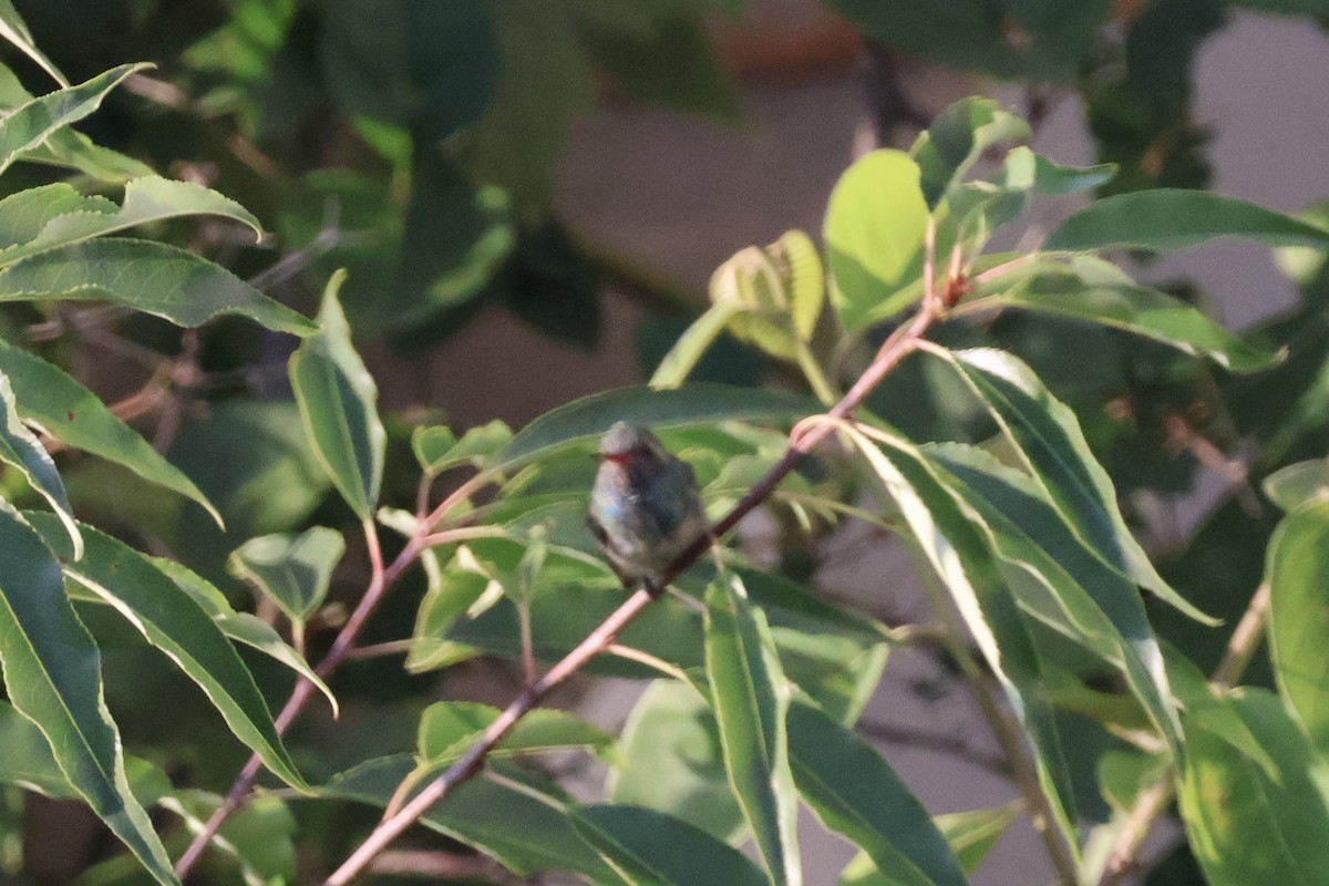 Broad-billed Hummingbird - ML621235654