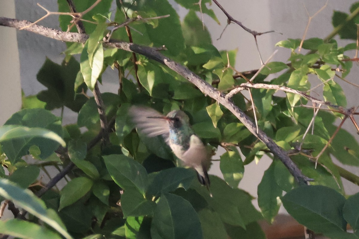 Broad-billed Hummingbird - ML621235655