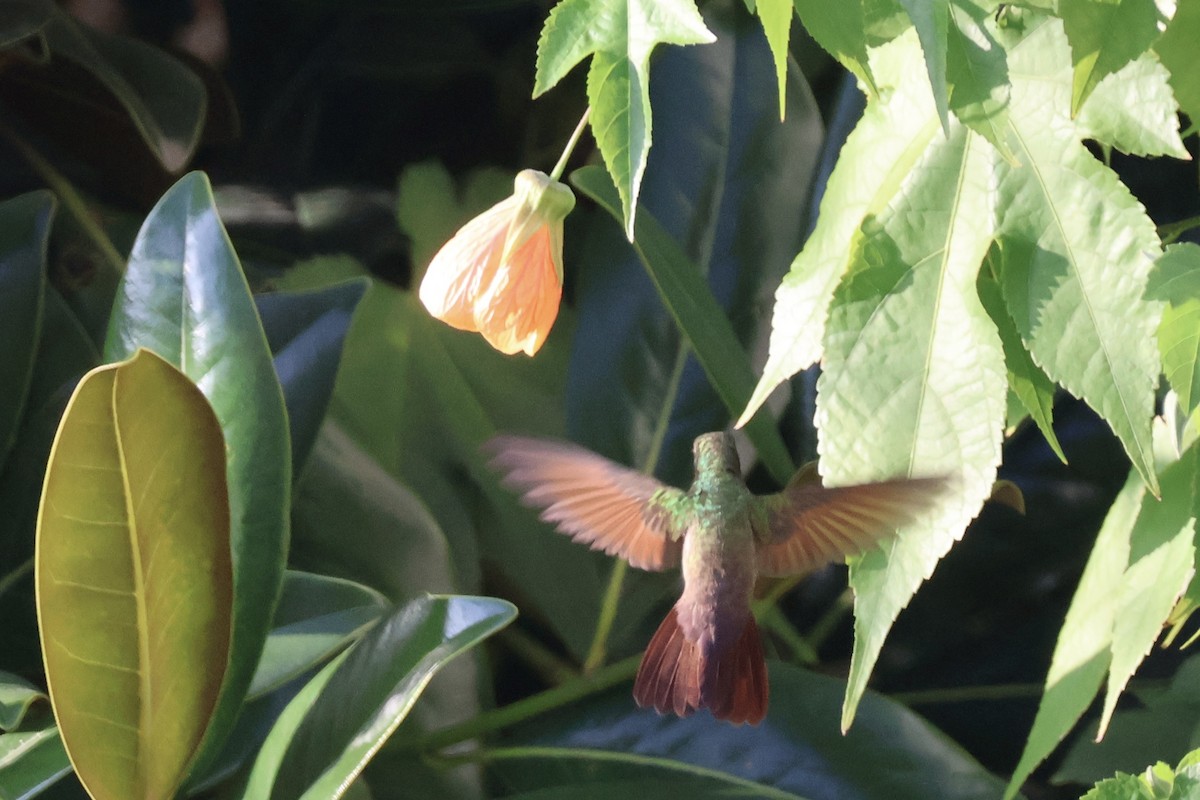 kolibřík mexický - ML621235669