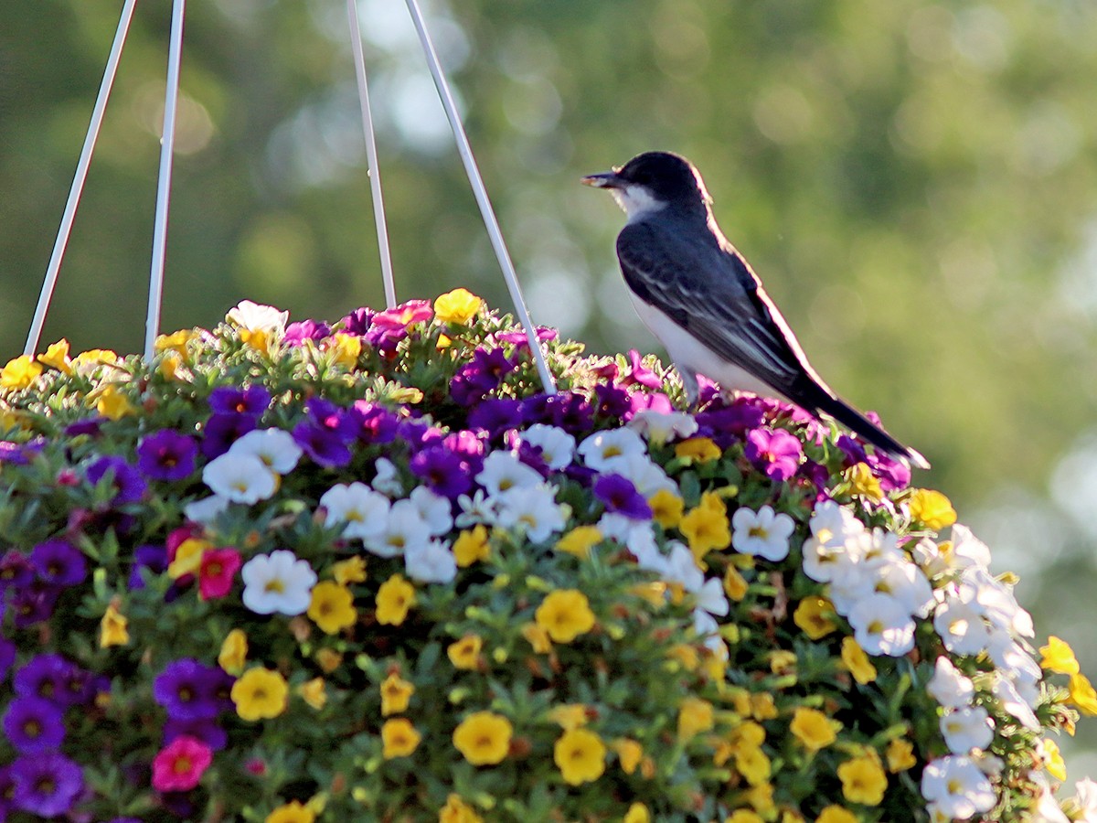 Eastern Kingbird - ML621235698