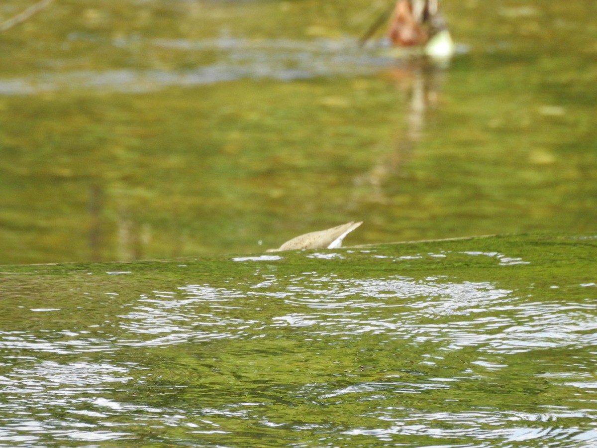 Spotted Sandpiper - ML621235726
