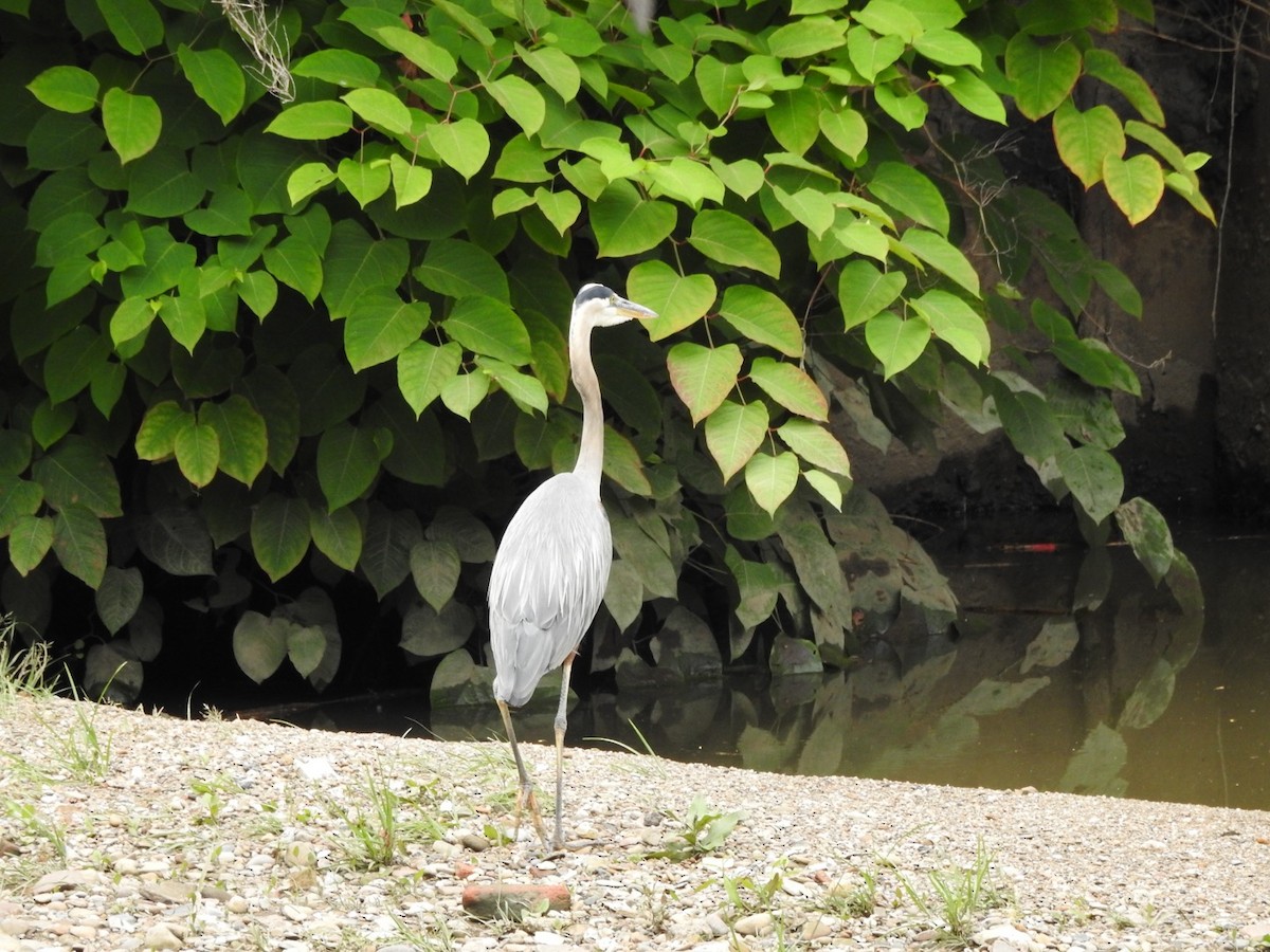 Great Blue Heron - ML621235730