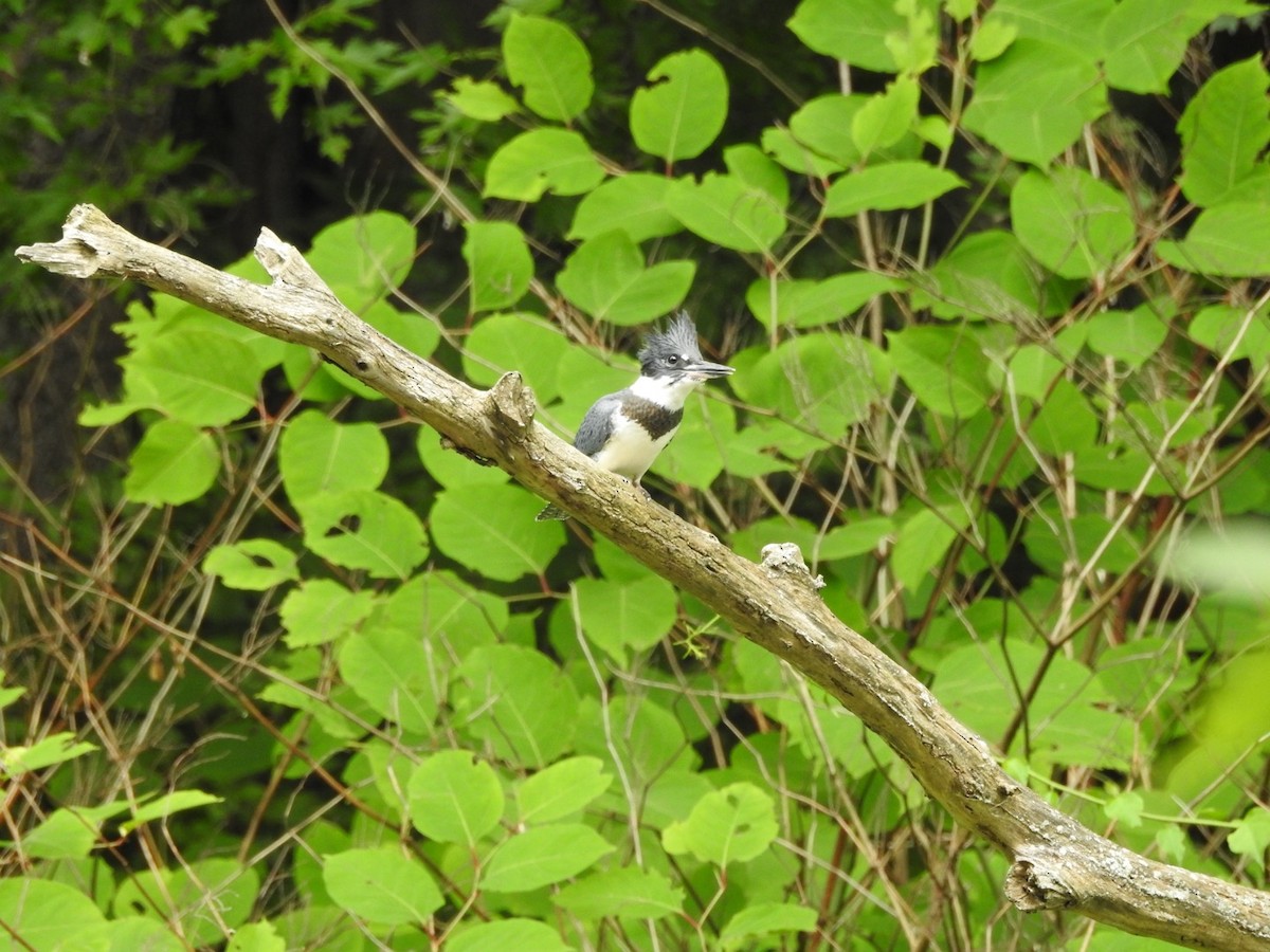 Belted Kingfisher - ML621235733