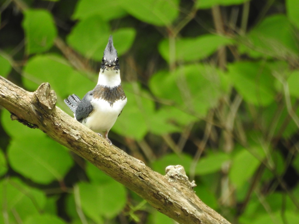 Belted Kingfisher - ML621235735