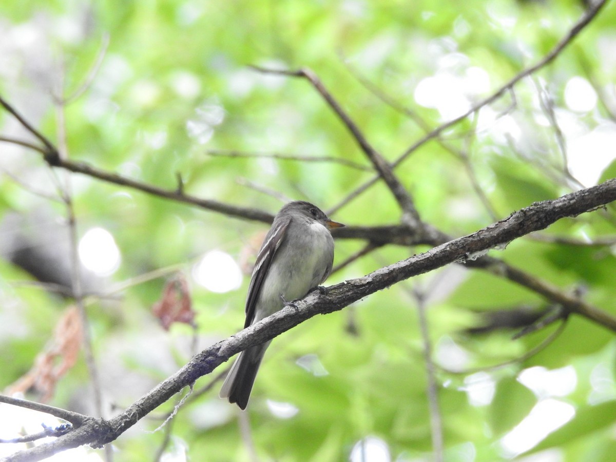 Eastern Wood-Pewee - ML621235744