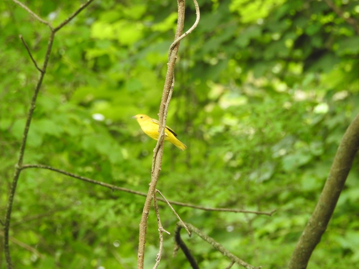Yellow Warbler - ML621235753