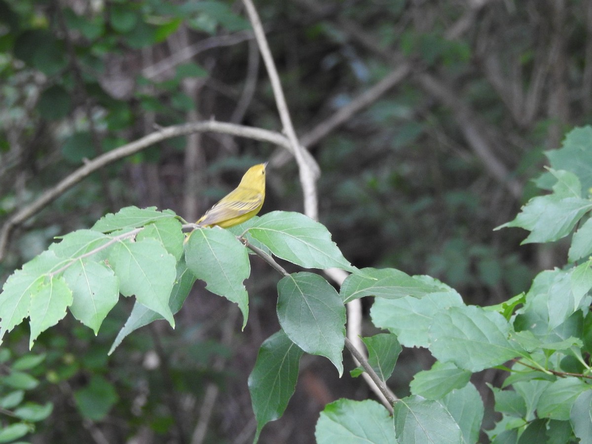 Yellow Warbler (Northern) - ML621235754