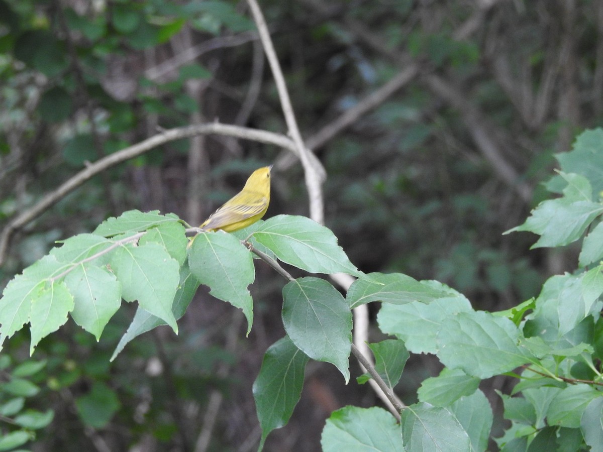 Yellow Warbler - ML621235754