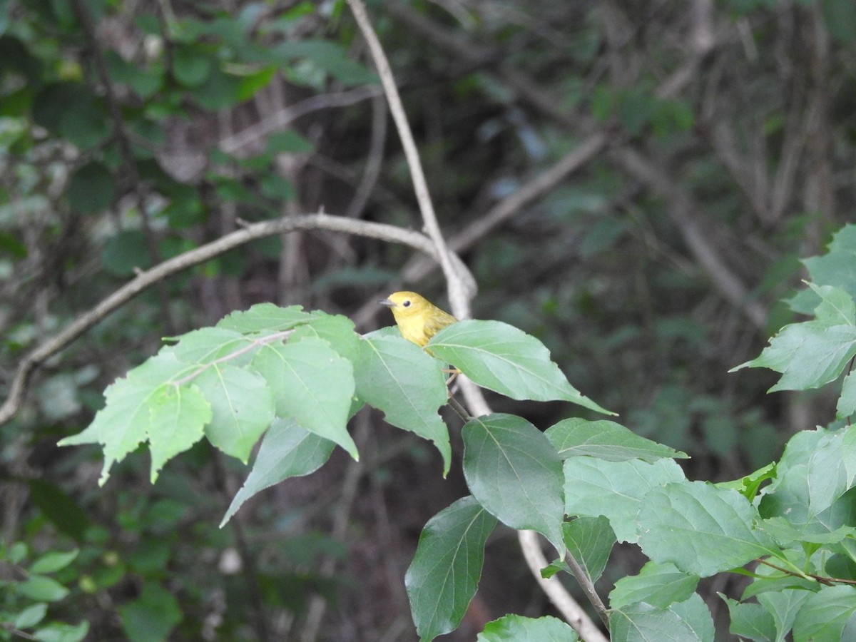 Yellow Warbler - ML621235756