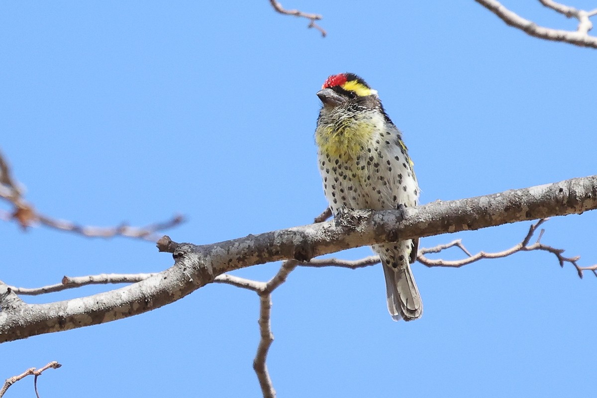 Miombo Barbet - ML621235765