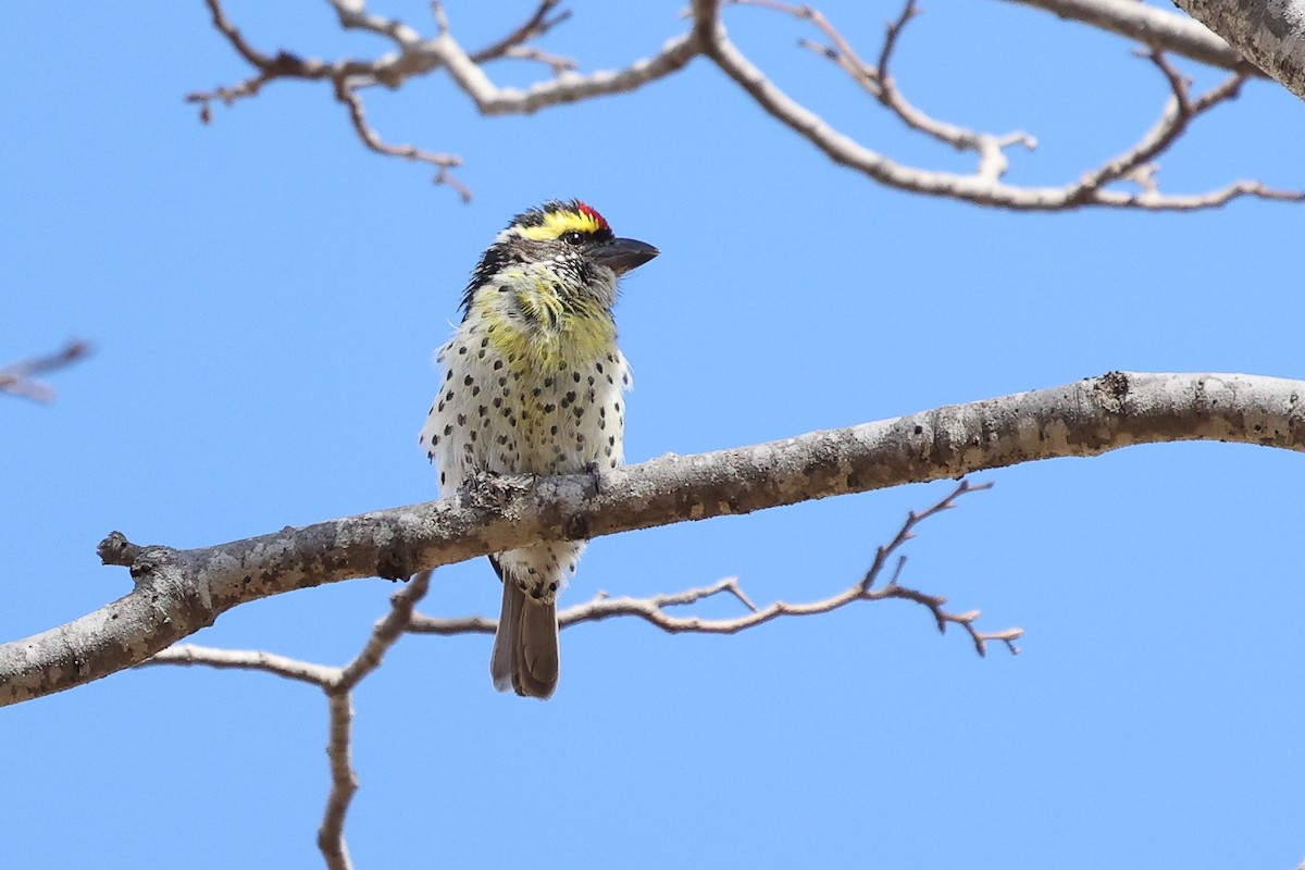 Miombo Barbet - ML621235766