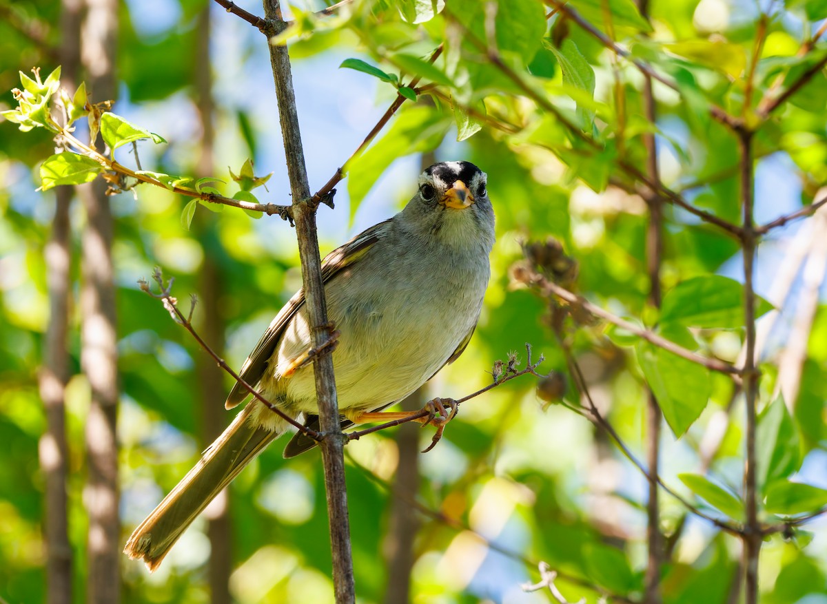 White-crowned Sparrow - ML621235793