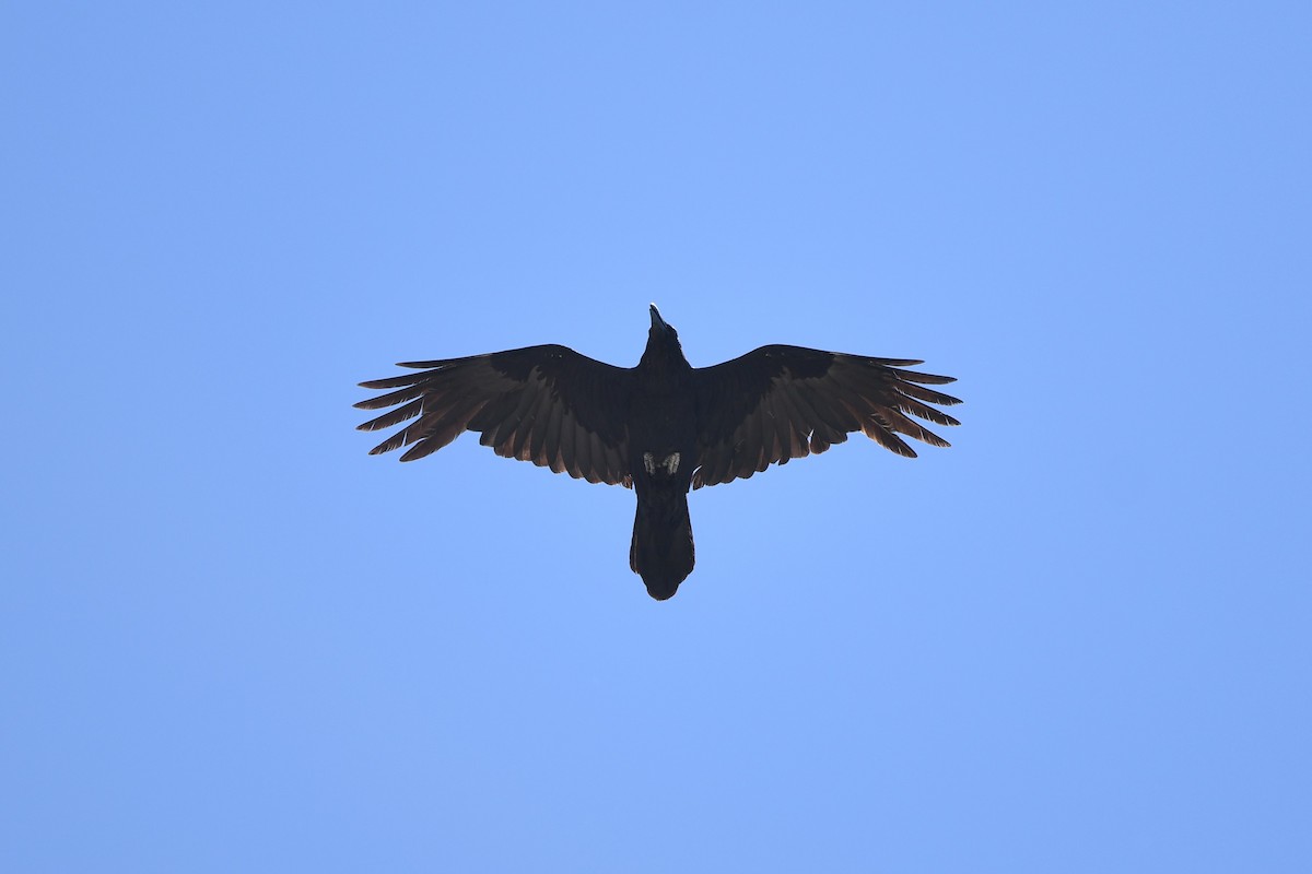 Corvus sp. (raven sp.) - ML621235951