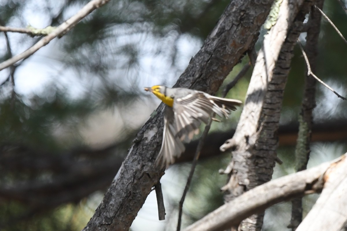 Grace's Warbler - ML621235979