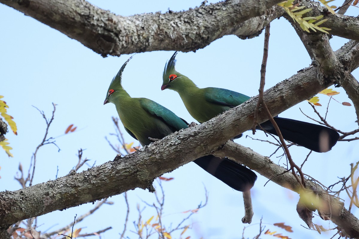 Schalow's Turaco - ML621235985