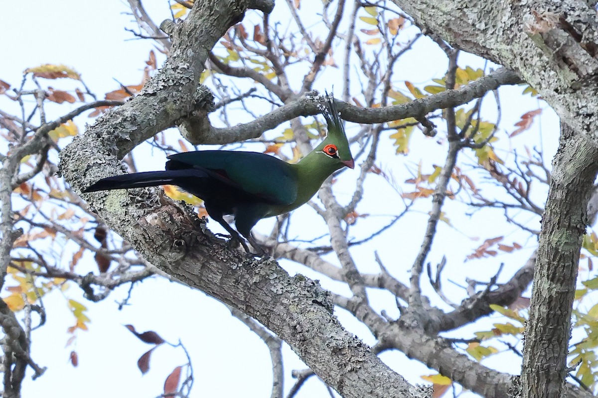 Schalow's Turaco - ML621235986