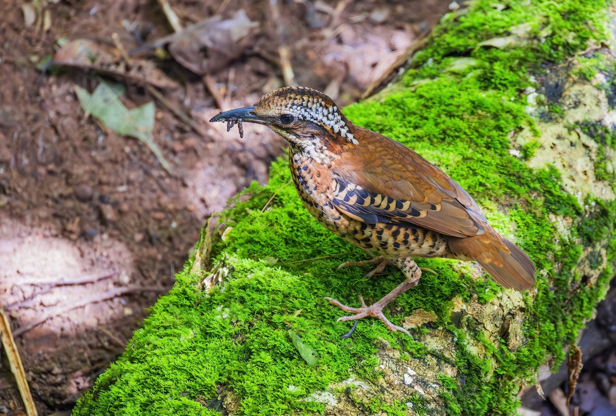 Eared Pitta - Koel Ko