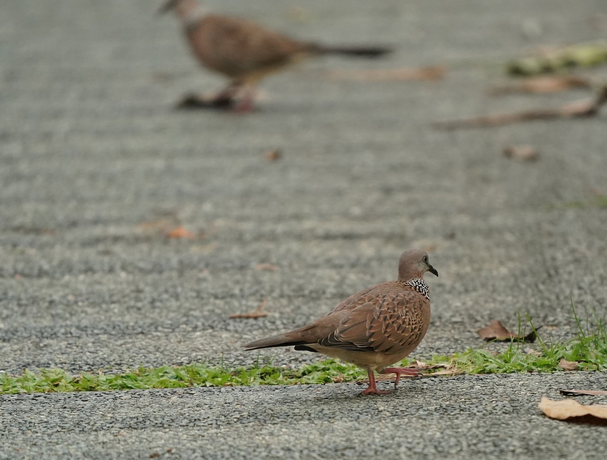 Spotted Dove - ML621236051