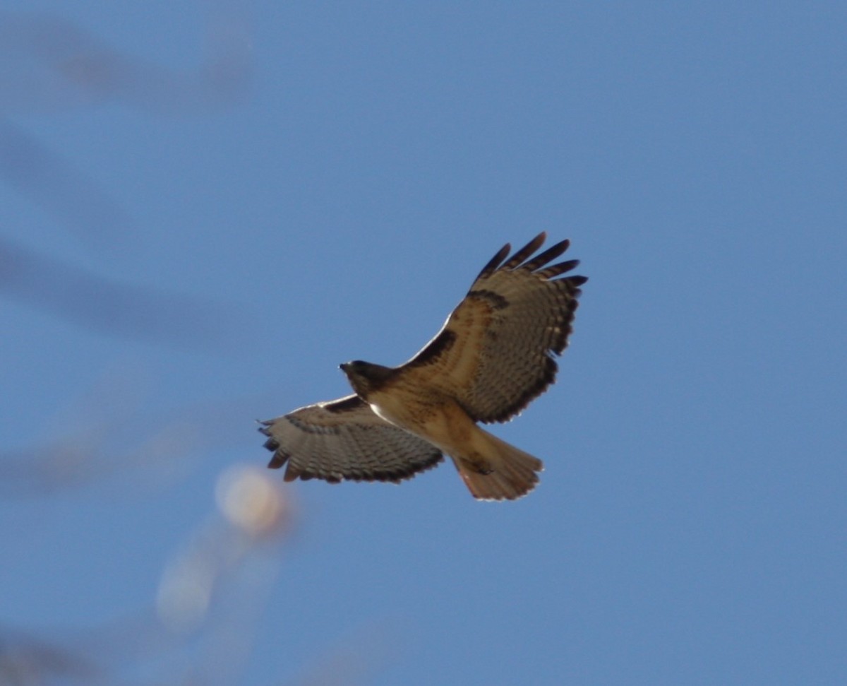 Red-tailed Hawk - ML621236054