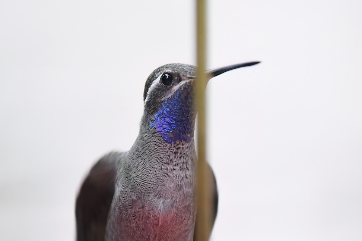 kolibřík blankytohrdlý - ML621236055