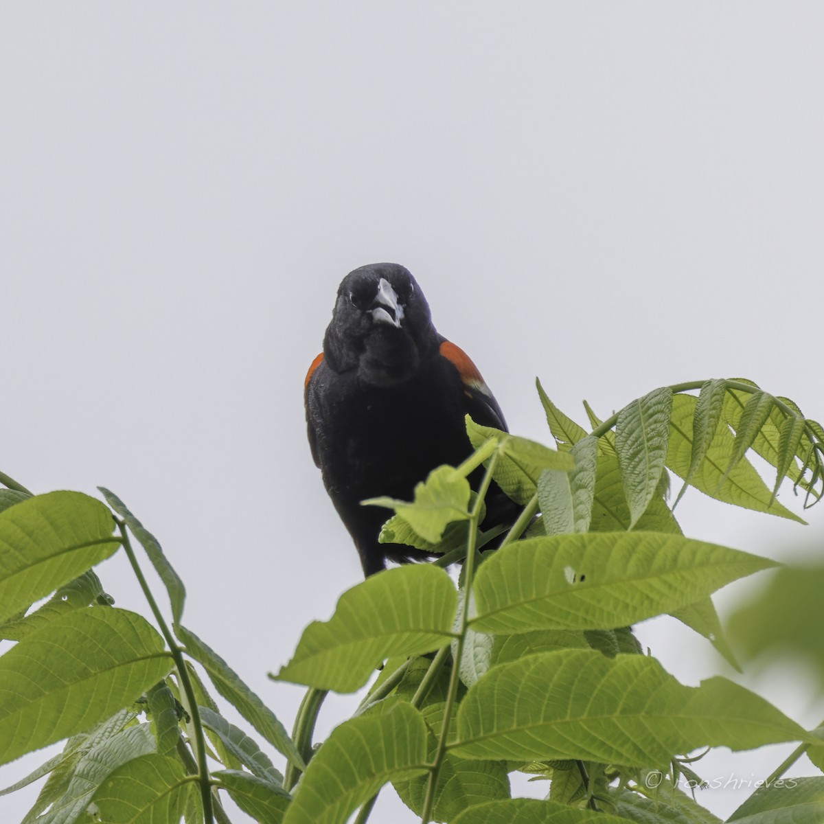 Red-winged Blackbird - ML621236056