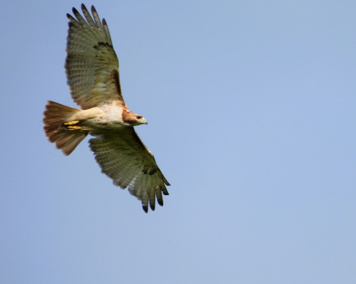 Red-tailed Hawk - ML621236059
