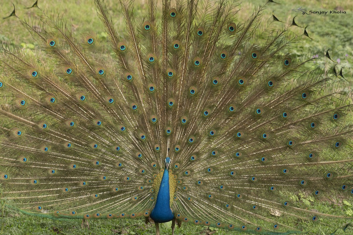 Indian Peafowl - ML621236082