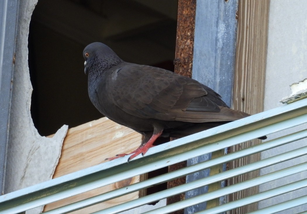 Pigeon biset (forme domestique) - ML621236096