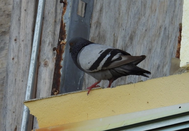Rock Pigeon (Feral Pigeon) - ML621236097