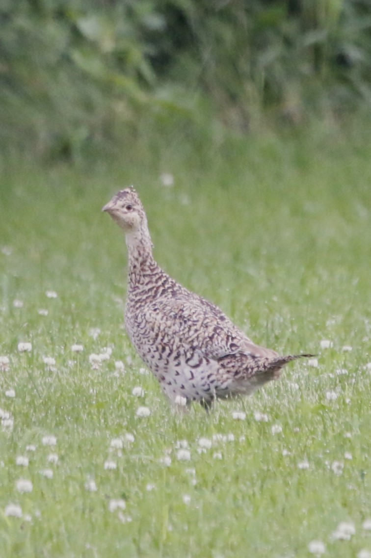 Gallo de las Praderas Rabudo - ML621236142