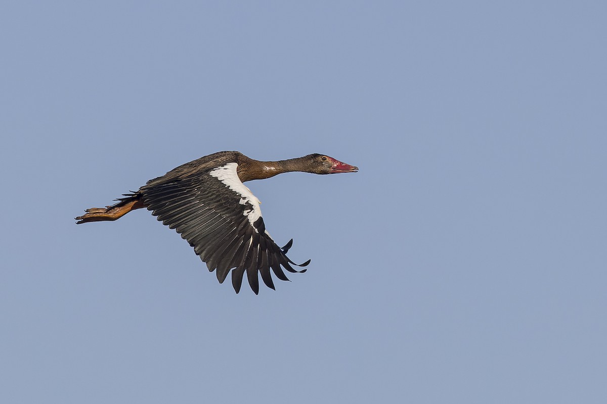 Spur-winged Goose - ML621236145
