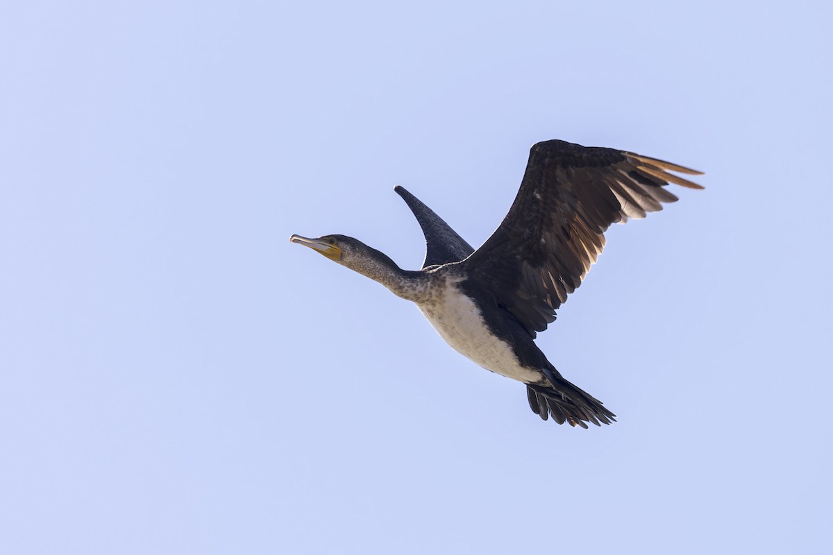 Great Cormorant (White-breasted) - ML621236148