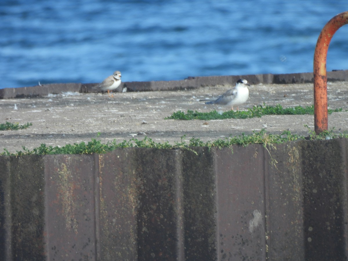 Piping Plover - Ann Branch
