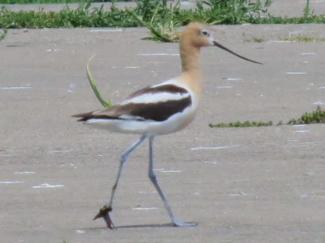 American Avocet - ML621236241