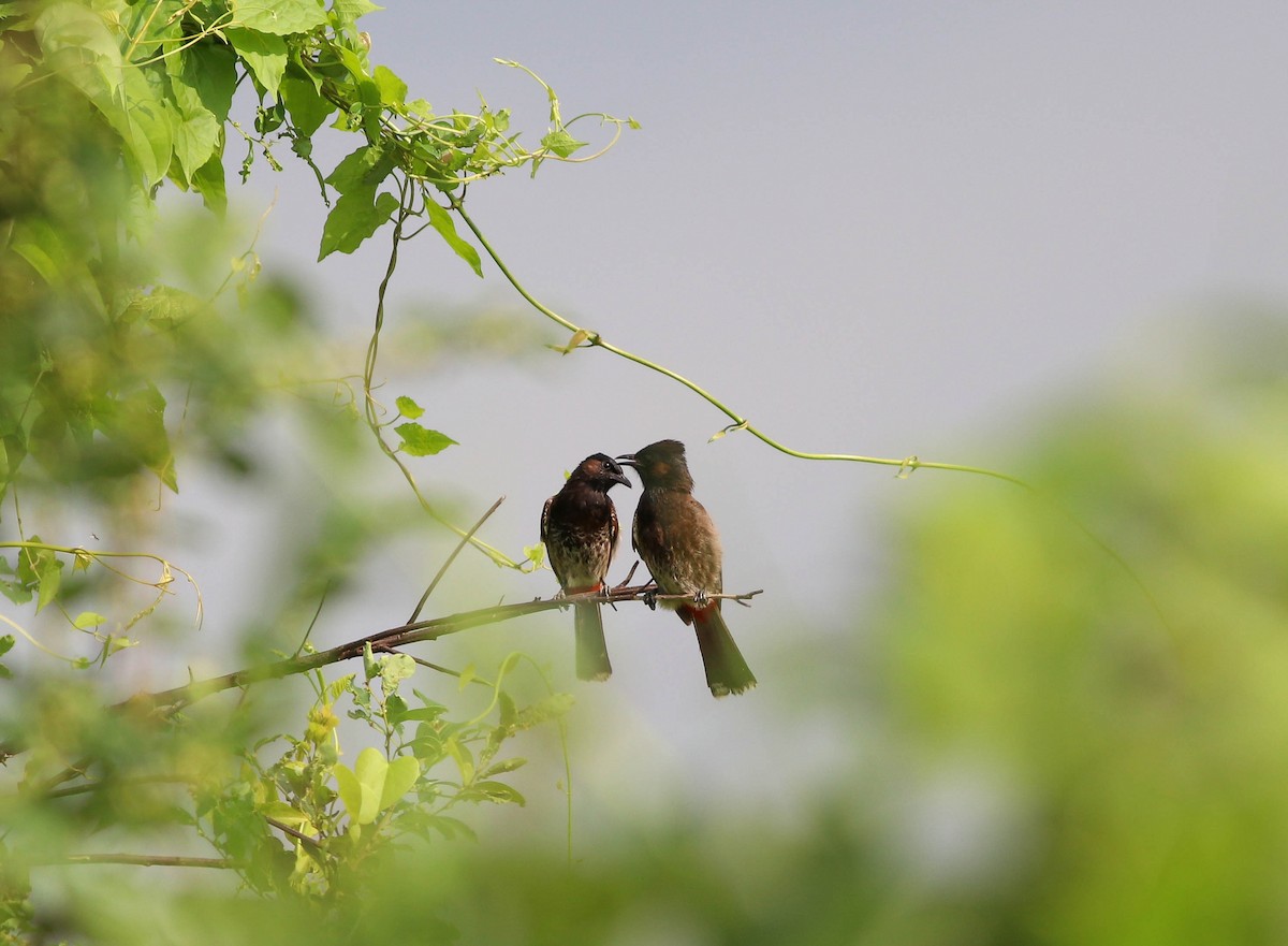 Red-vented Bulbul - ML621236246